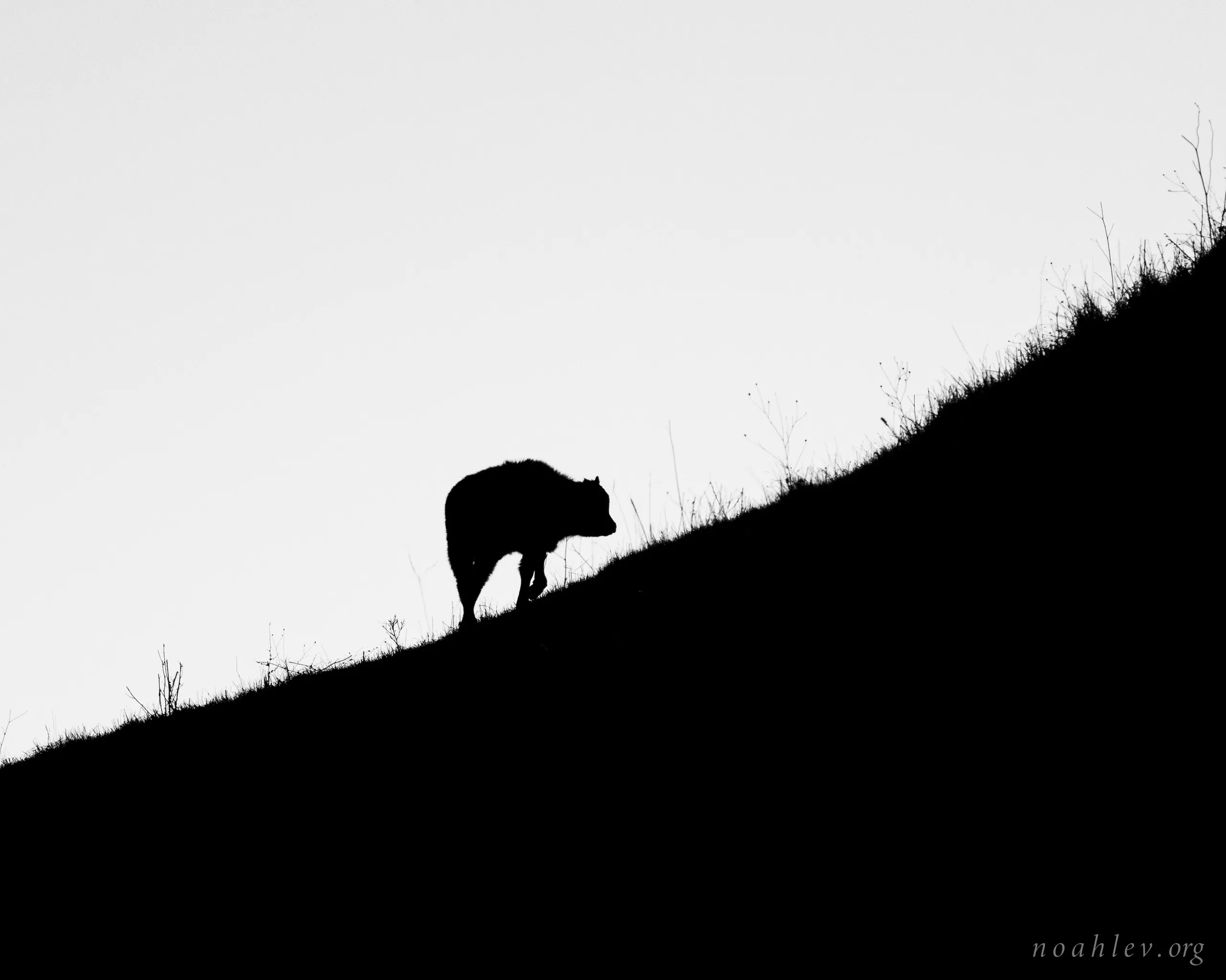 Calf, East Bay, California, 2025